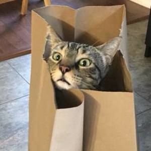 Meet your Posher, Abby